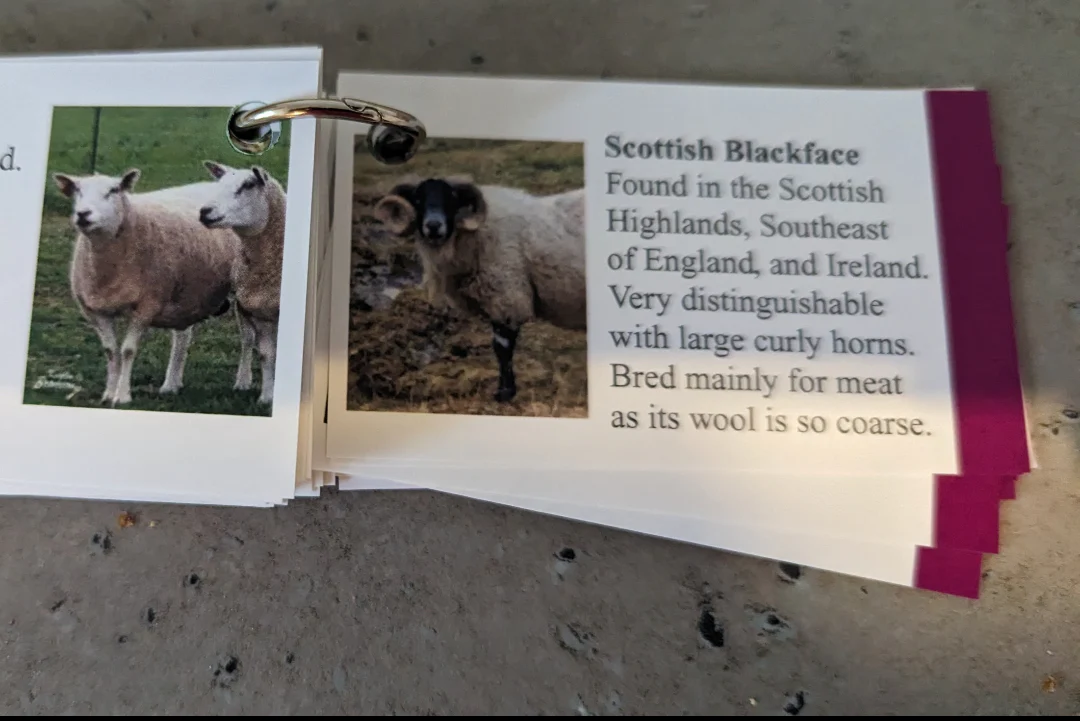 Faura and Fauna information cards - Image 11