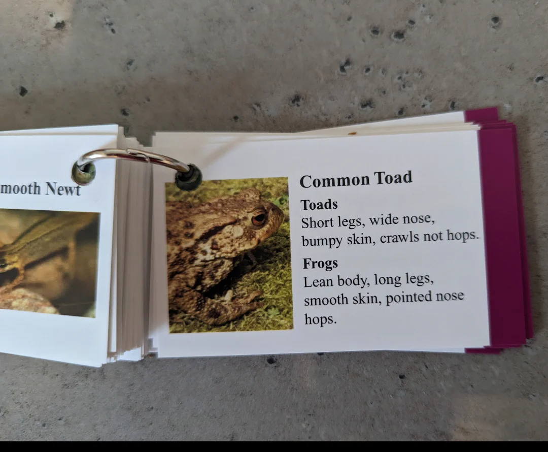 Faura and Fauna information cards - Image 3