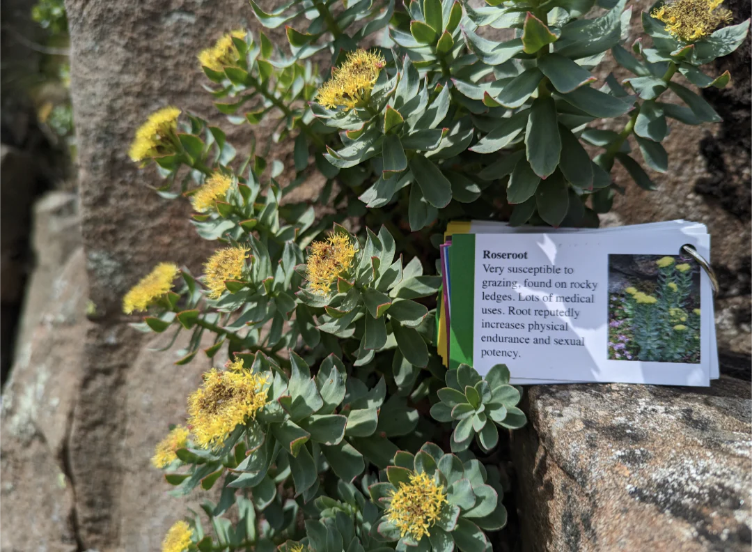 Faura and Fauna information cards - Image 5