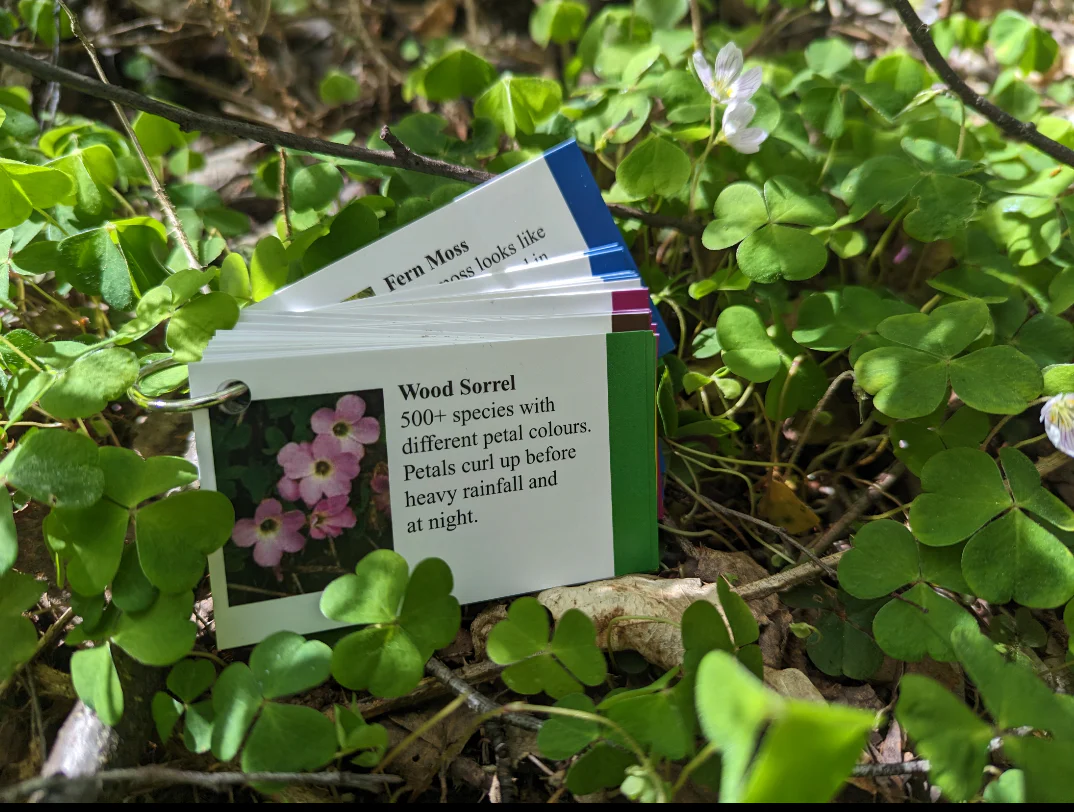 Faura and Fauna information cards - Image 6