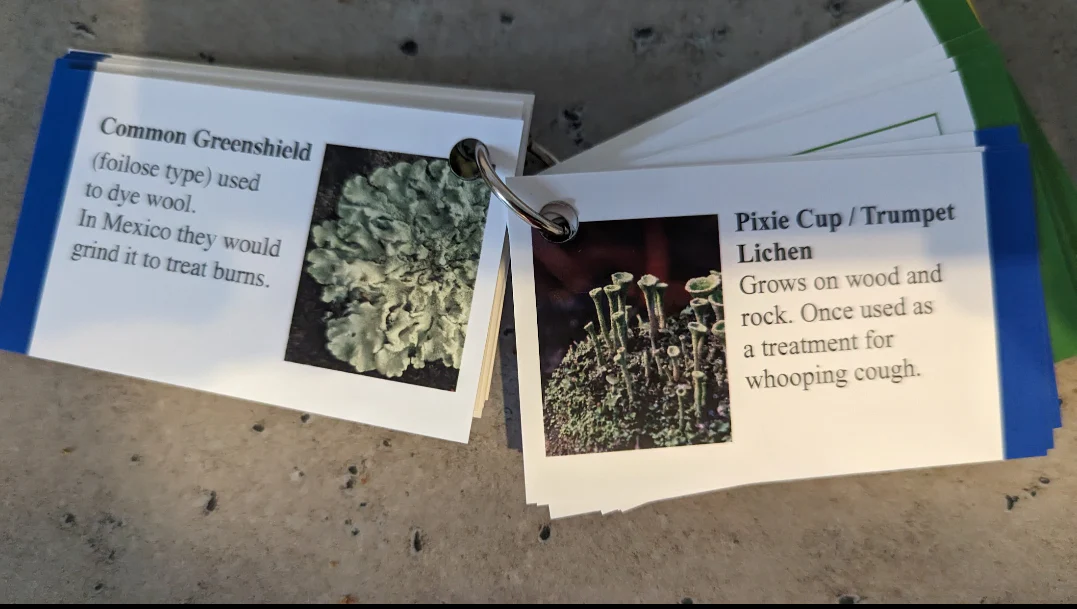 Faura and Fauna information cards - Image 7