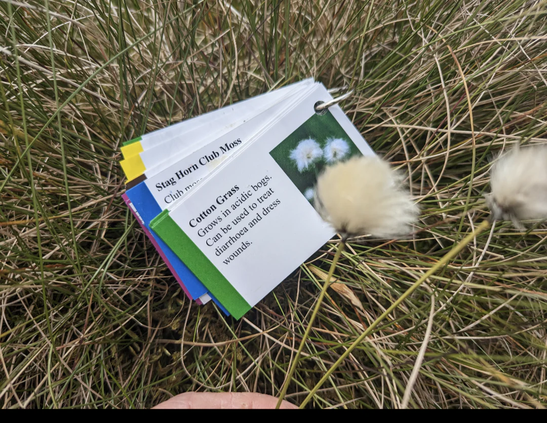 Faura and Fauna information cards - Image 8