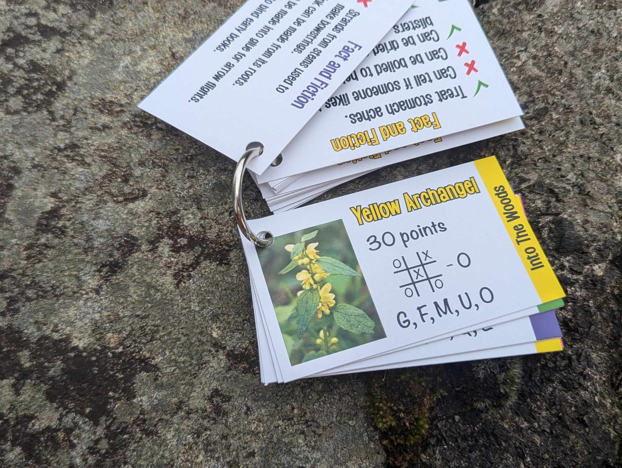 Letys Go On An Adventure... Into the Woods! - Image 5