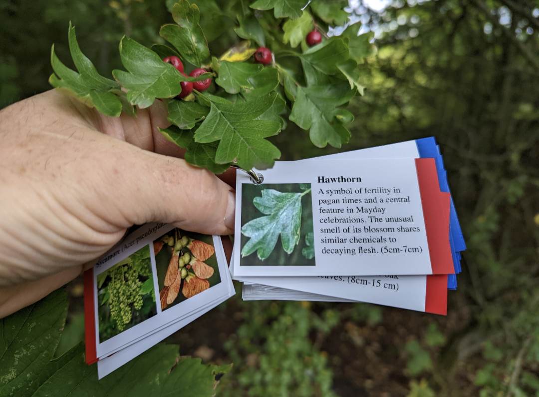 Tree Identification Cards - Image 4