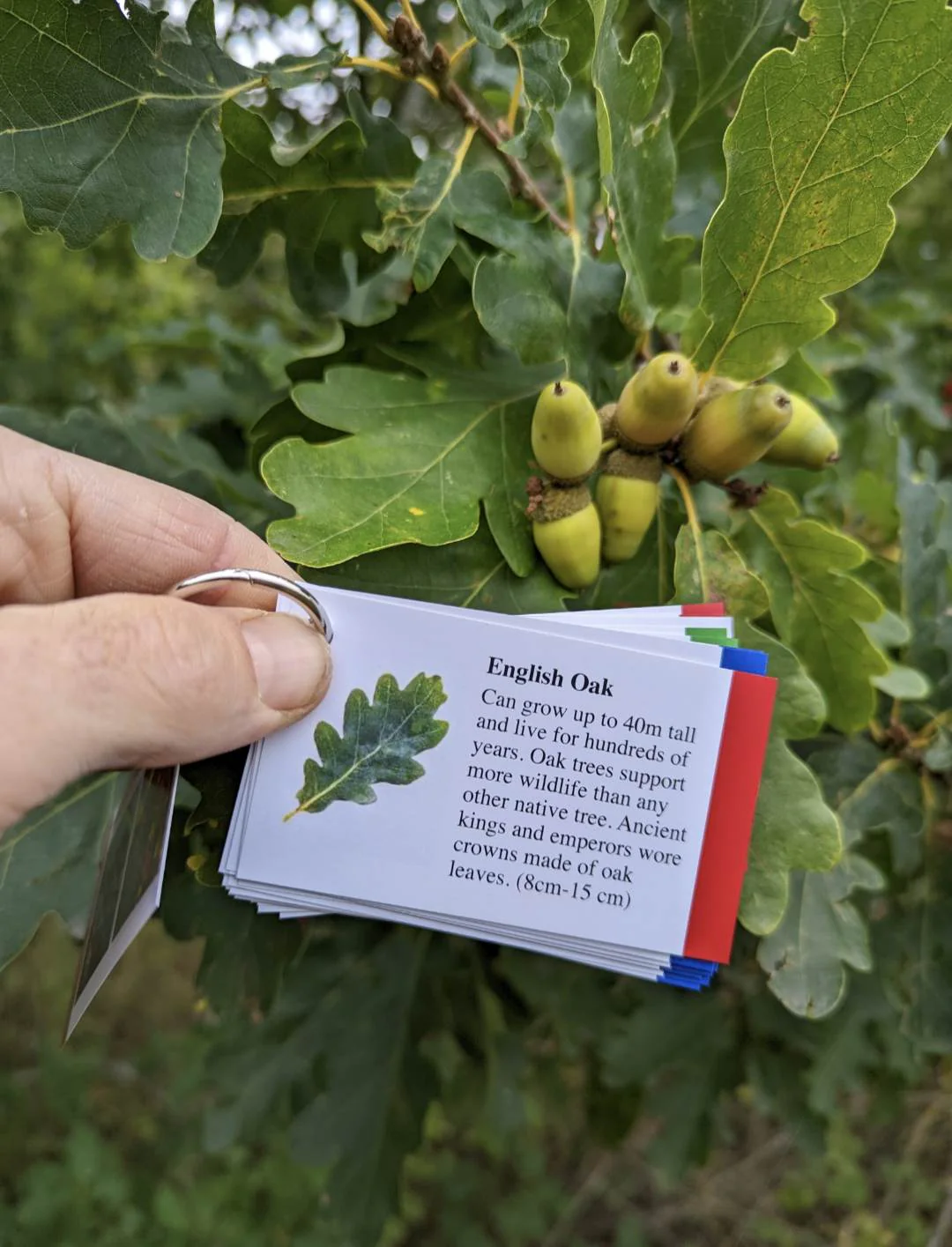 Tree Identification Cards - Image 5