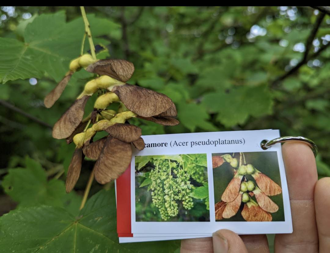 Tree Identification Cards - Image 6