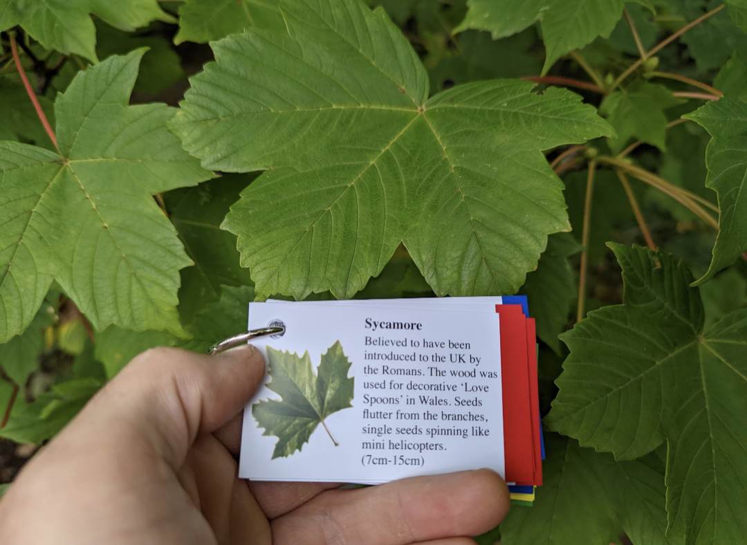Tree Identification Cards - Image 7