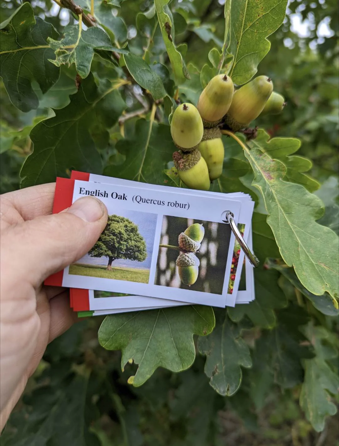 Tree Identification Cards - Image 8